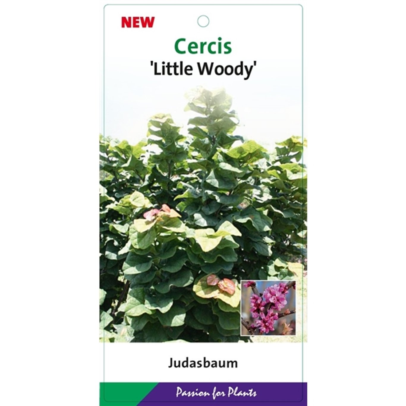 Judasträd – Cercis canadensis 'Little Woody' - C10 80-100 CM